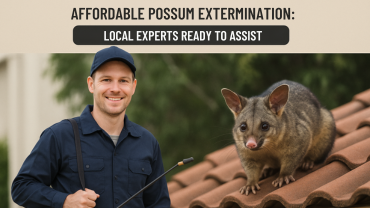 Affordable Possum Extermination Local Experts Ready to Assist