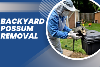 backyard possum removal image