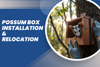 possum box installation & relocation image