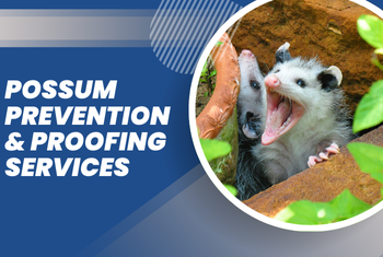 possum box installation & relocation image