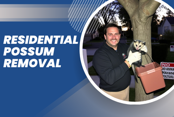 residential possum removal image