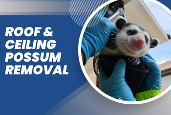 roof & ceiling possum removal image