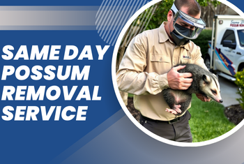 same day possum removal