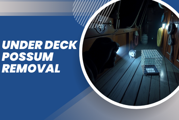 under deck Possum removal image